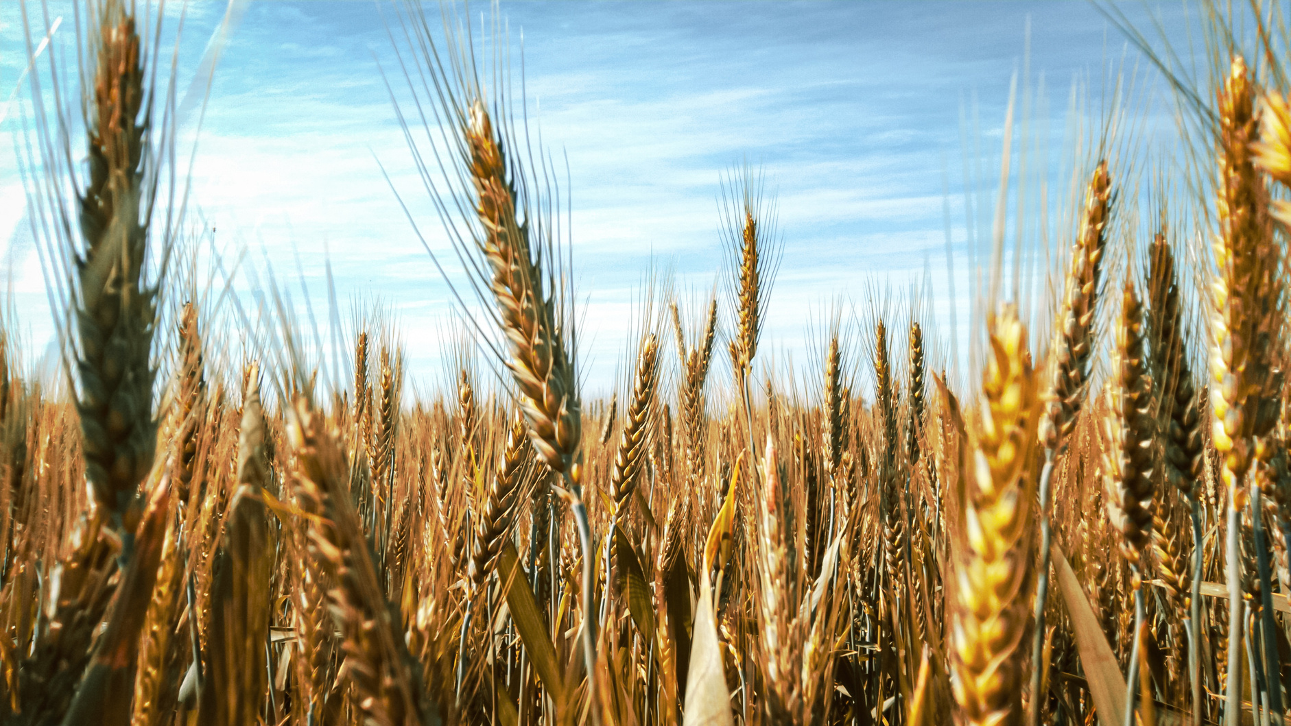 Brown Wheat Field